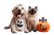 Halloween Pet Costumes V2 Vinyl Car Decal Sticker – Waterproof & UV-Resistant 5.97333333333333