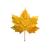 Maple Leaf Raindrops Vinyl Car Decal Sticker – Waterproof & UV-Resistant 6.826666666666667"