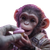 Space Baby Monkey Vinyl Car Decal Sticker – Waterproof & UV-Resistant 3.4133333333333336"