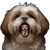 Shih-Tzu In Mouth Vinyl Car Decal Sticker – Waterproof & UV-Resistant 3.4133333333333336"