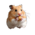 Golden Hamster Eating Vinyl Car Decal Sticker – Waterproof & UV-Resistant 3.4133333333333336"