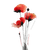 Red Poppies Painting Vinyl Car Decal Sticker – Waterproof & UV-Resistant 3.4133333333333336"