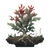 Wormwood Plant Vinyl Car Decal Sticker – Waterproof & UV-Resistant 3.4133333333333336"