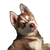 Happy Husky Puppy V11 Vinyl Car Decal Sticker – Waterproof & UV-Resistant 3.4133333333333336"