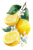 Lemon Slice Arrangement Vinyl Car Decal Sticker – Waterproof & UV-Resistant 8.96"