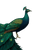 Scottish Peacock Illustration Vinyl Car Decal Sticker – Waterproof & UV-Resistant 3.4133333333333336"