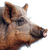 Iberian Pig Portrait Vinyl Car Decal Sticker – Waterproof & UV-Resistant 6.826666666666667"