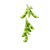 Soybean Plant Close-Up Vinyl Car Decal Sticker – Waterproof & UV-Resistant 3.4133333333333336"