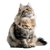 Long-Haired Cat Vinyl Car Decal Sticker – Waterproof & UV-Resistant 3.4133333333333336"