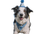 Dog Birthday Party V4 Vinyl Car Decal Sticker – Waterproof & UV-Resistant 3.4133333333333336"