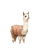 Watercolor Alpaca Vinyl Car Decal Sticker – Waterproof & UV-Resistant 4.1066666666666665"