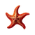 Starfish Illustration V2 Vinyl Car Decal Sticker – Waterproof & UV-Resistant 3.4133333333333336"