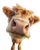 Fluffy Highland Calf V4 Vinyl Car Decal Sticker – Waterproof & UV-Resistant 8.0"