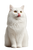 White Cat Licking V4 Vinyl Car Decal Sticker – Waterproof & UV-Resistant 4.4