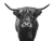 Highland Cow Portrait V9 Vinyl Car Decal Sticker – Waterproof & UV-Resistant 3.0933333333333333"