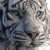 White Tiger Portrait V5 Vinyl Car Decal Sticker – Waterproof & UV-Resistant 3.4133333333333336"