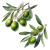 Olive Branch Illustration V6 Vinyl Car Decal Sticker – Waterproof & UV-Resistant 6.826666666666667"