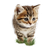 Cute Kitten Sticker Vinyl Car Decal Sticker – Waterproof & UV-Resistant 3.4133333333333336"