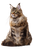 Majestic Maine Coon V5 Vinyl Car Decal Sticker – Waterproof & UV-Resistant 8.96"