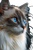 Ragdoll Cat Portrait V12 Vinyl Car Decal Sticker – Waterproof & UV-Resistant 4.4