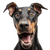 Surprised Doberman Vinyl Car Decal Sticker – Waterproof & UV-Resistant 3.4133333333333336"