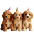 Cockapoo Puppies Party Vinyl Car Decal Sticker – Waterproof & UV-Resistant 6.826666666666667"