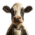Cow With Milk V3 Vinyl Car Decal Sticker – Waterproof & UV-Resistant 3.4133333333333336"