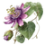 Maypop Botanical Illustration Vinyl Car Decal Sticker – Waterproof & UV-Resistant 3.4133333333333336"