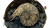 Mythological Nautilus Vinyl Car Decal Sticker – Waterproof & UV-Resistant 2.72"