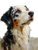 Expressive Dog Painting Vinyl Car Decal Sticker – Waterproof & UV-Resistant 4.1066666666666665"