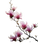 Magnolia Blossoms Branch Vinyl Car Decal Sticker – Waterproof & UV-Resistant 4.1066666666666665"