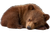 Sleeping Bear Cub V4 Vinyl Car Decal Sticker – Waterproof & UV-Resistant 5.97333333333333