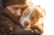 Man Hugging Dog V3 Vinyl Car Decal Sticker – Waterproof & UV-Resistant 2.986666666666667"