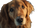 Wary Golden Retriever Vinyl Car Decal Sticker – Waterproof & UV-Resistant 5.4