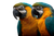 Tropical Birds V2 Vinyl Car Decal Sticker – Waterproof & UV-Resistant 2.986666666666667"