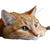 Orange Tabby Cat V44 Vinyl Car Decal Sticker – Waterproof & UV-Resistant 6.826666666666667"