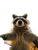 Majestic Raccoon Selfie Vinyl Car Decal Sticker – Waterproof & UV-Resistant 8.213333333333333"
