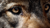 Mexican Wolf Eyes Vinyl Car Decal Sticker – Waterproof & UV-Resistant 2.72"