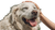 Happy Dog Smiling V2 Vinyl Car Decal Sticker – Waterproof & UV-Resistant 2.72"
