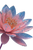 Fantasy Pink Lotus Vinyl Car Decal Sticker – Waterproof & UV-Resistant 4.4