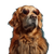 Stylish Dog Model Vinyl Car Decal Sticker – Waterproof & UV-Resistant 3.4133333333333336"