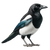 Shiny Magpie Feather Vinyl Car Decal Sticker – Waterproof & UV-Resistant 3.4133333333333336"