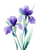 Purple Irises Watercolor Vinyl Car Decal Sticker – Waterproof & UV-Resistant 8.213333333333333"