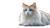 White Orange Cat V3 Vinyl Car Decal Sticker – Waterproof & UV-Resistant 2.72"