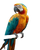 Colorful Parrot Perched V6 Vinyl Car Decal Sticker – Waterproof & UV-Resistant 4.0"