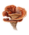 Brown Reishi Mushroom Vinyl Car Decal Sticker – Waterproof & UV-Resistant 8.0"