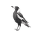 Australian Magpie Drawing Vinyl Car Decal Sticker – Waterproof & UV-Resistant 3.4133333333333336"