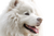 Smiling Samoyed Portrait Vinyl Car Decal Sticker – Waterproof & UV-Resistant 2.986666666666667"