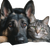 Dog And Cat V33 Vinyl Car Decal Sticker – Waterproof & UV-Resistant 6.826666666666667"