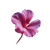 Geranium Blossom Illustration Vinyl Car Decal Sticker – Waterproof & UV-Resistant 6.826666666666667"